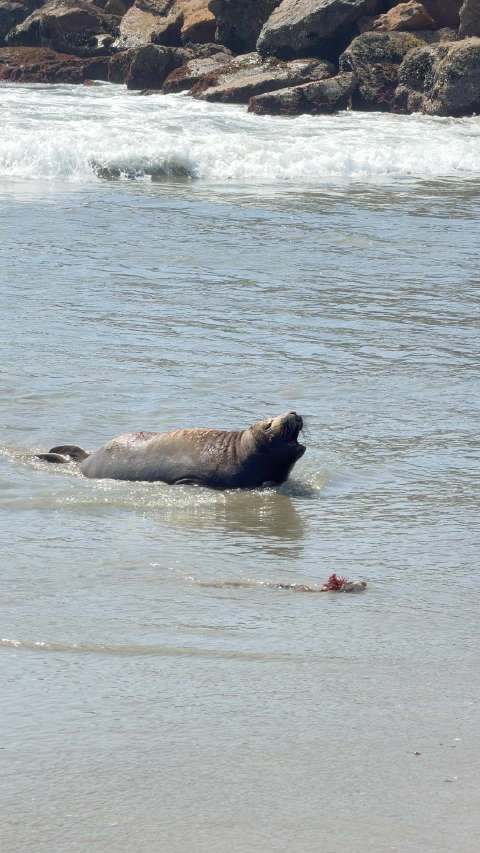 小海狮迷失了方向等待人员救助
