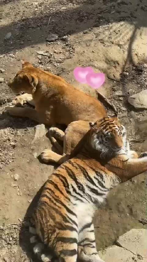 太有爱了吧