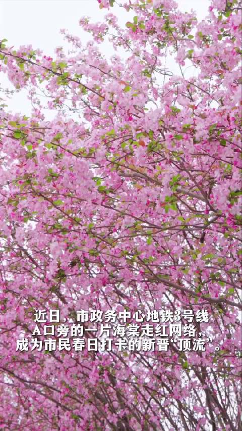 合肥地铁政务中心站海棠盛开成春日打卡地