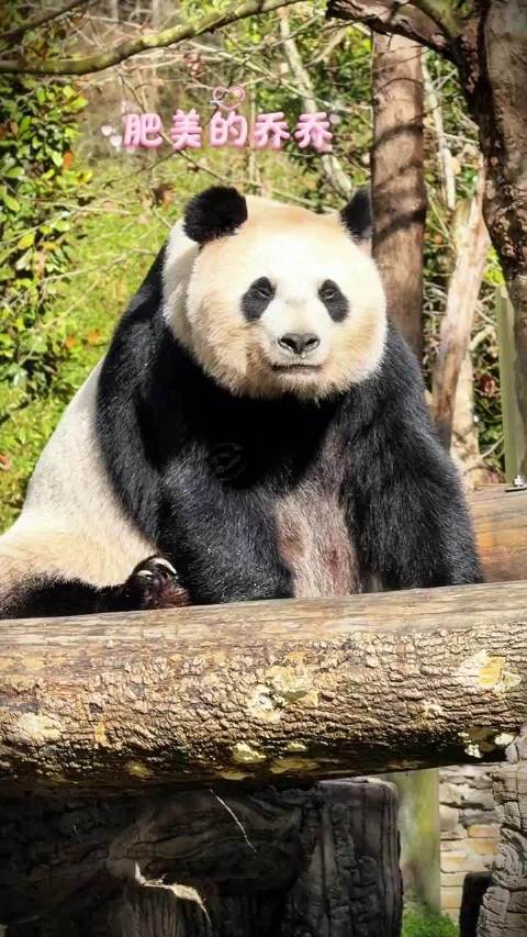 260326 乔太后出现了 cr.苦咖啡