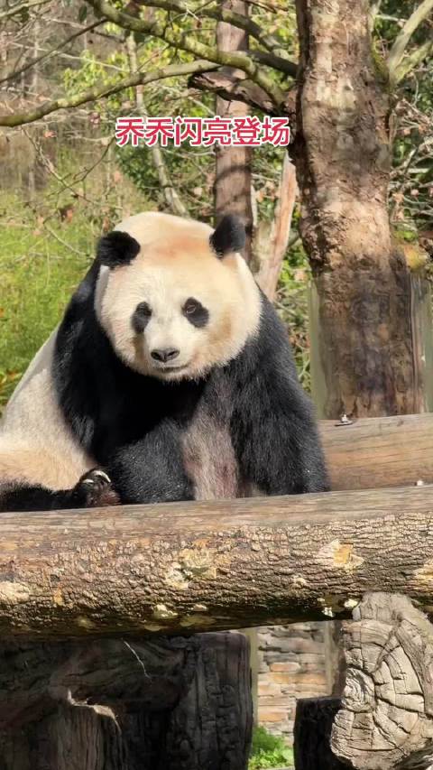 3.26乔乔闪亮登场，还是那么俊那么美