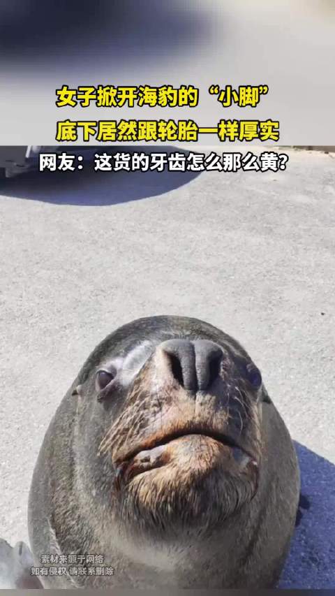 女子掀开海豹的“小脚”，底下居然跟轮胎一样厚实