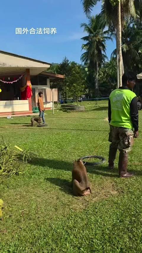 椰林上演摘椰大赛，两猴竞速攀树顶