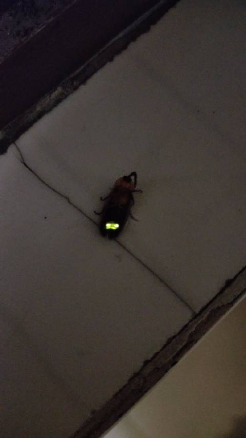 这是萤火虫吧？第一次见