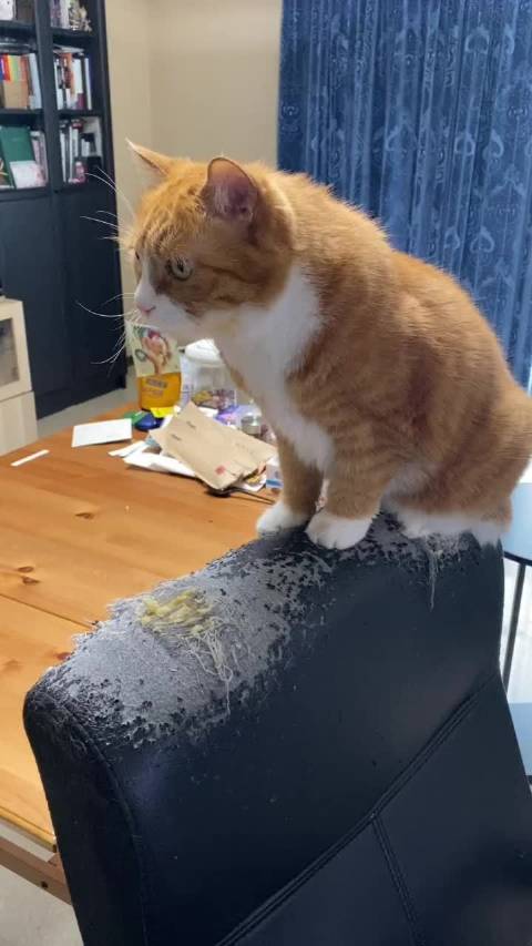 papi酱家添新成员，姜发财调皮引热议