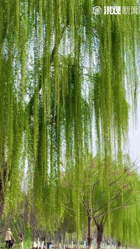南昌的春天在柳枝上荡秋千