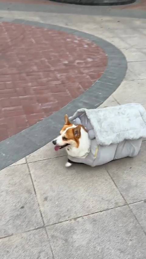 年纪轻轻就拥有了房车的柯基