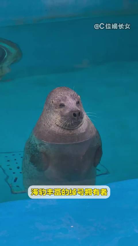 海豹丰富的绰号拥有着