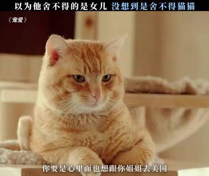 本以为他舍不得的是女儿，结果发现是舍不得那只猫