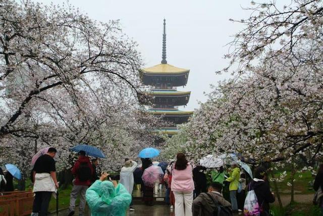 视窗｜武汉东湖樱花盛放，游人雨中赏花踏青