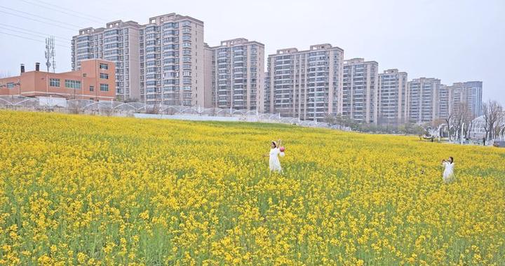 家门口的金色花海 西安长安中央公园大片油菜花进入盛花期
