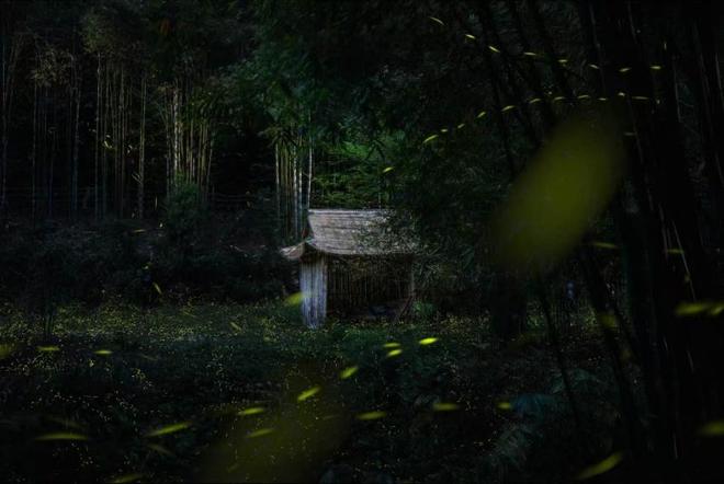 走！在四川青神赴一场山野流萤之约