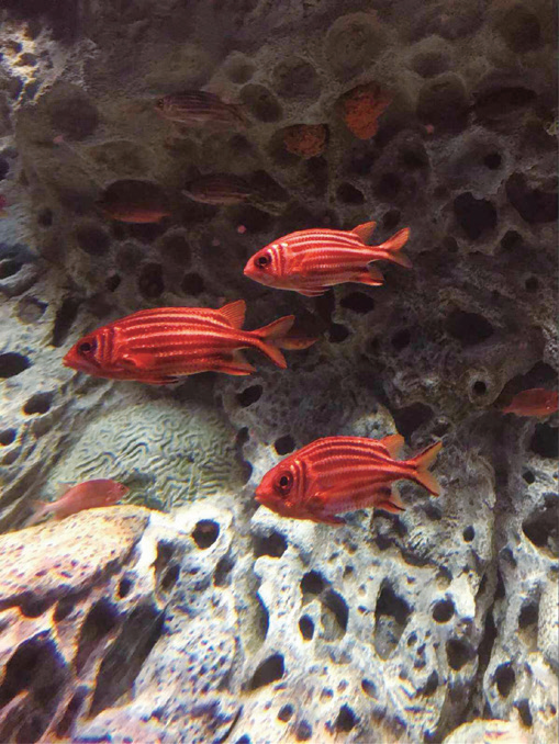 千奇百怪的生物灯,地球的“原生态”照明技术!