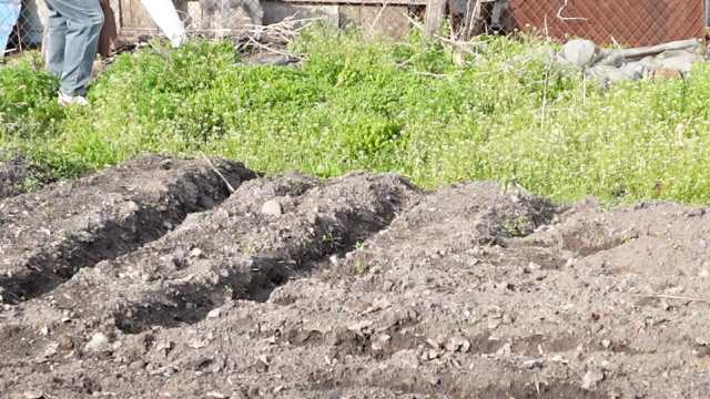 陈都灵小院寻猫治愈瞬间