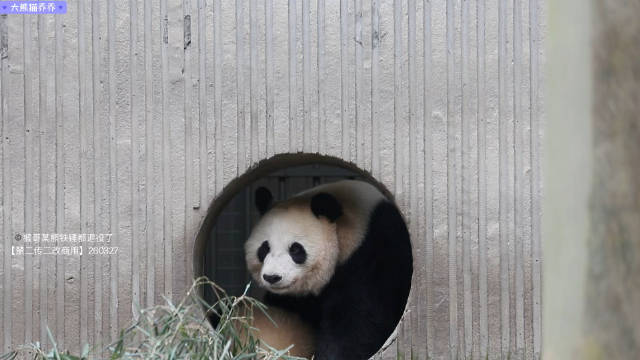 耿达乔乔谨慎观察幼崽动态