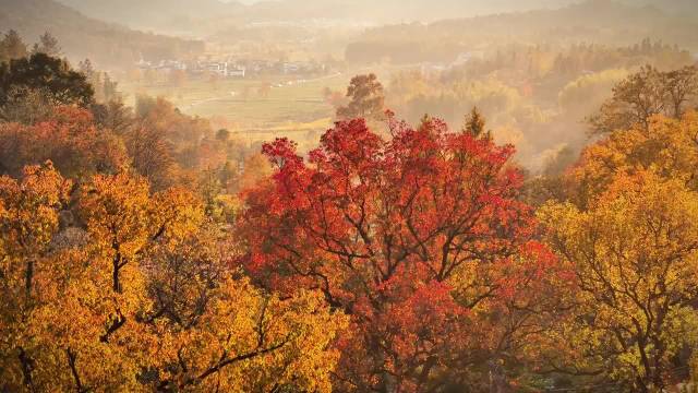 秋日丰收画卷展开，天高云淡果香四溢