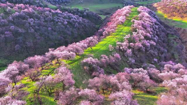 你见过上万亩的天然野杏花吗？ ：新疆华仔新疆带着微博去旅行