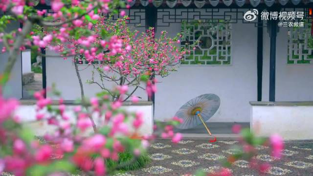 拙政园海棠盛放成毅歌声伴江南春色