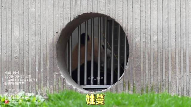 很幸运一大早看到了内环2号馆内舍姚蔓麻麻吃播