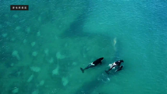 虎鲸搁浅猎杀海狮绝技惊现巴塔哥尼亚海岸