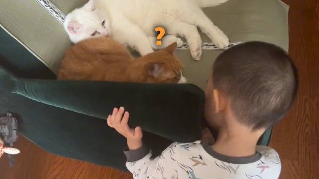 papi酱小咪萌宠界发言引热议