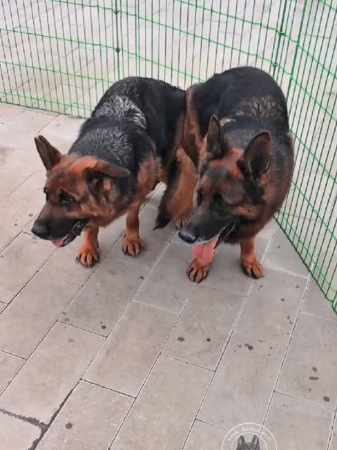 VA3奥丁女儿奥迪4岁德牧特价出