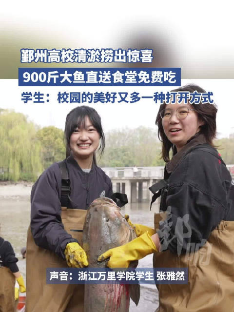 宁波一高校清淤捞出900斤大鱼