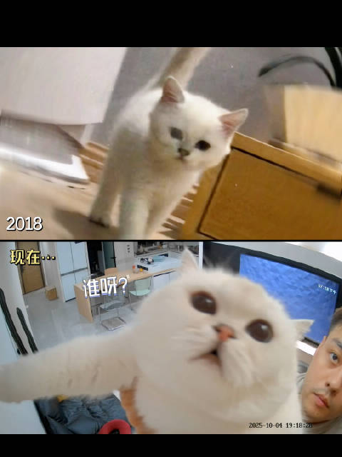 八年了，它的声音也从小孩变成了大人