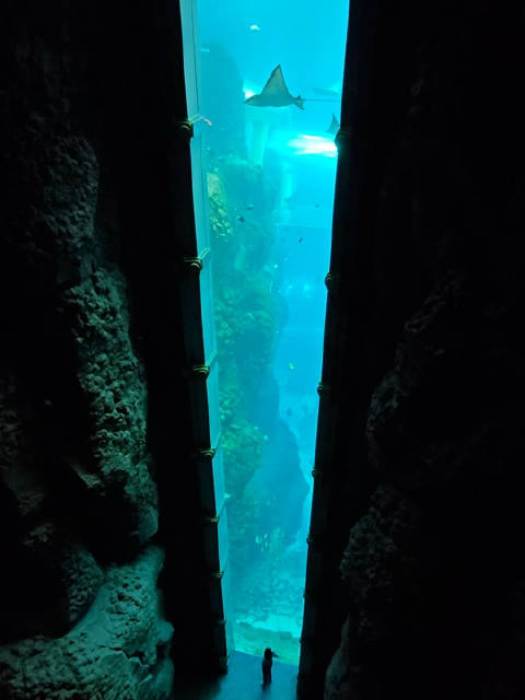 阿布扎比亚斯岛海洋世界开放，沙漠中探秘中东最大海底世界