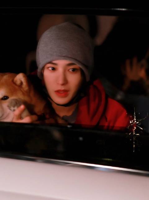 来看修猫和修狗！