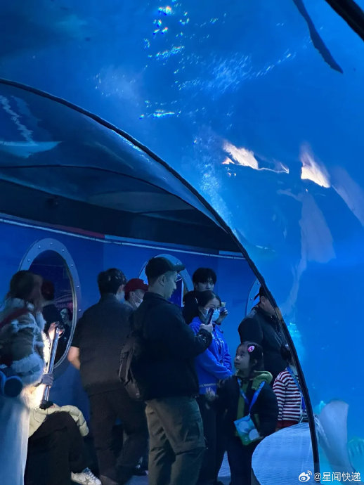 陈哲远在上海长风海洋世界是拍摄什么内容？