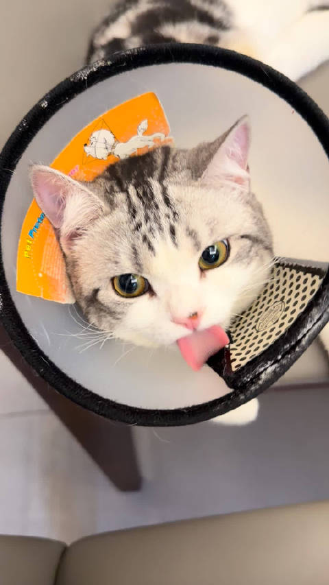 猫咪术后两分钟苏醒，医生惊叹体质强壮