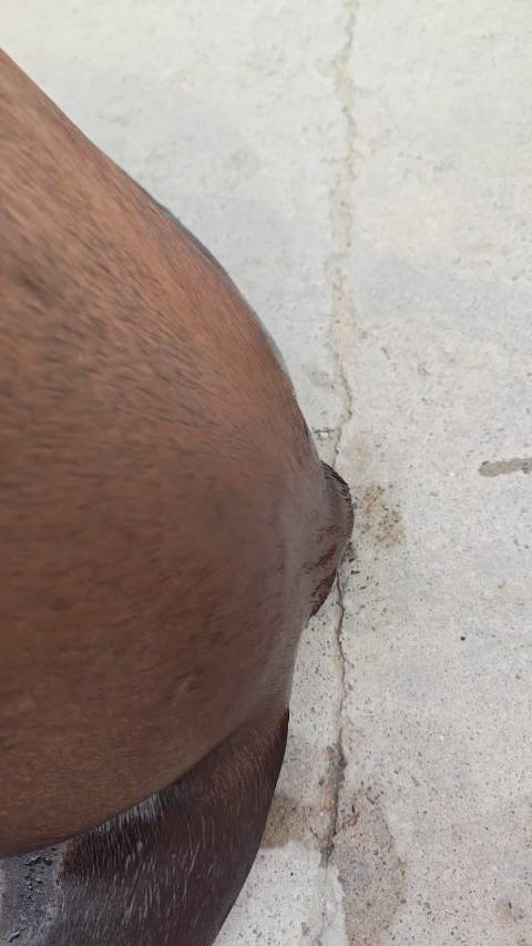 海狮也懂现实？不给鱼不让摸呗