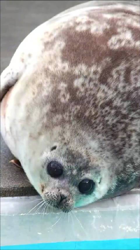 海豹的眼睛好大！