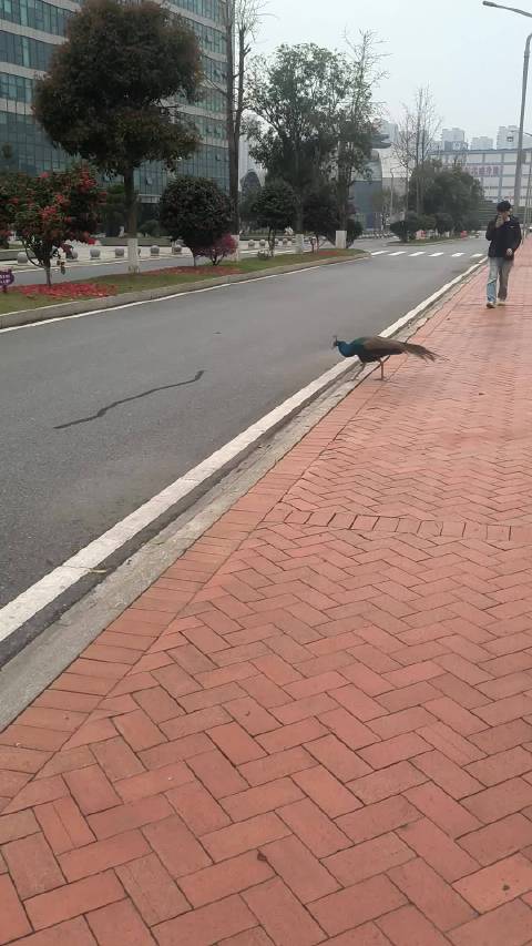 下课路上遇到拦路孔雀，一只越狱的孔雀，哈哈哈
