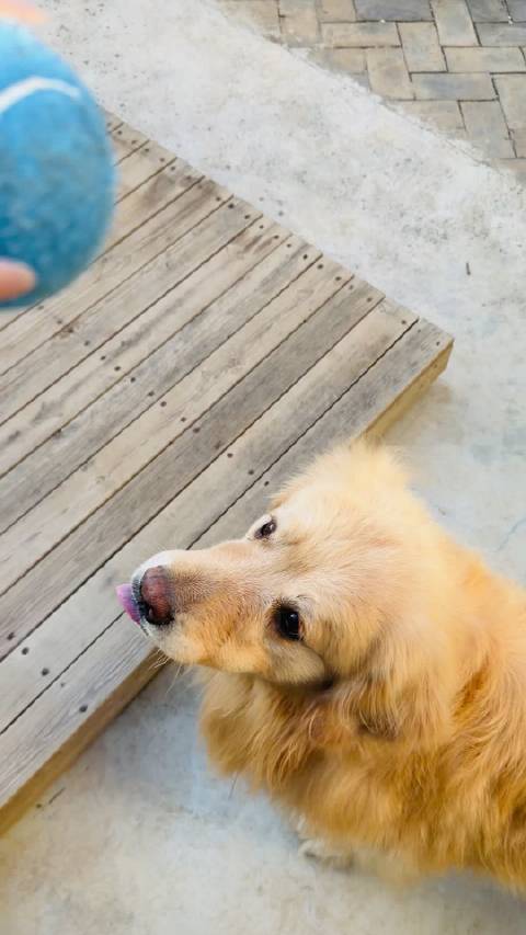 来大理几天除了看琅琊榜就是撸狗