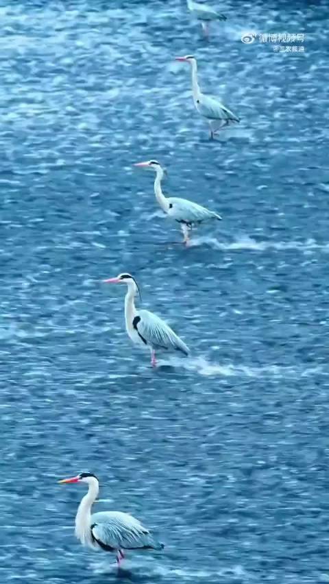 早安！春日锦江上苍鹭踏浪逍遥行