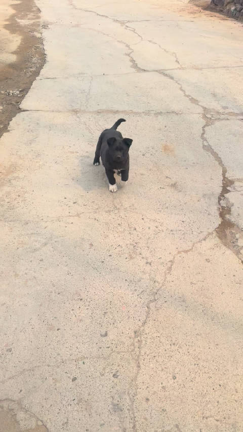 这个狗是不是踏雪寻梅去了