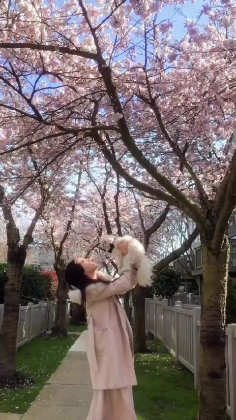 王祖贤：我和春天有个约会呀，吃一口春花尝尝春天的味道