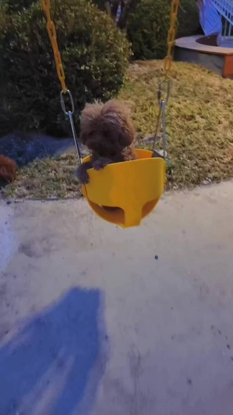 发个小狗来吸引@肖战 来看吧！