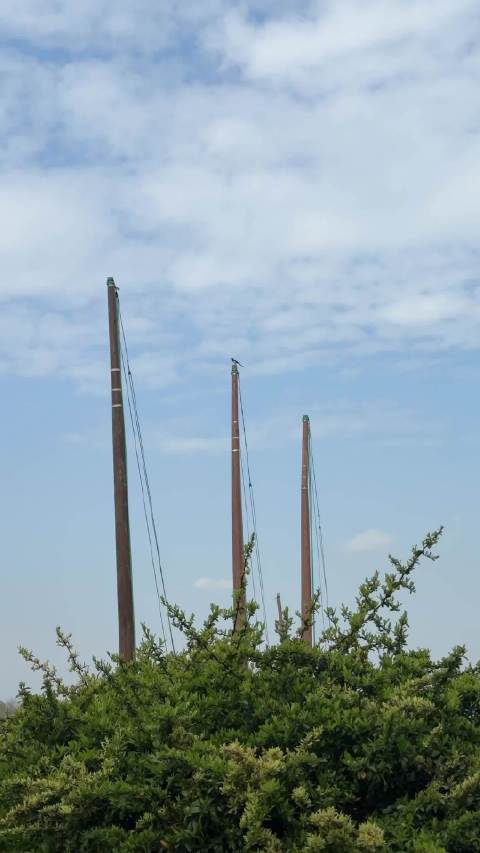 看到“海鸥停留在桅杆”