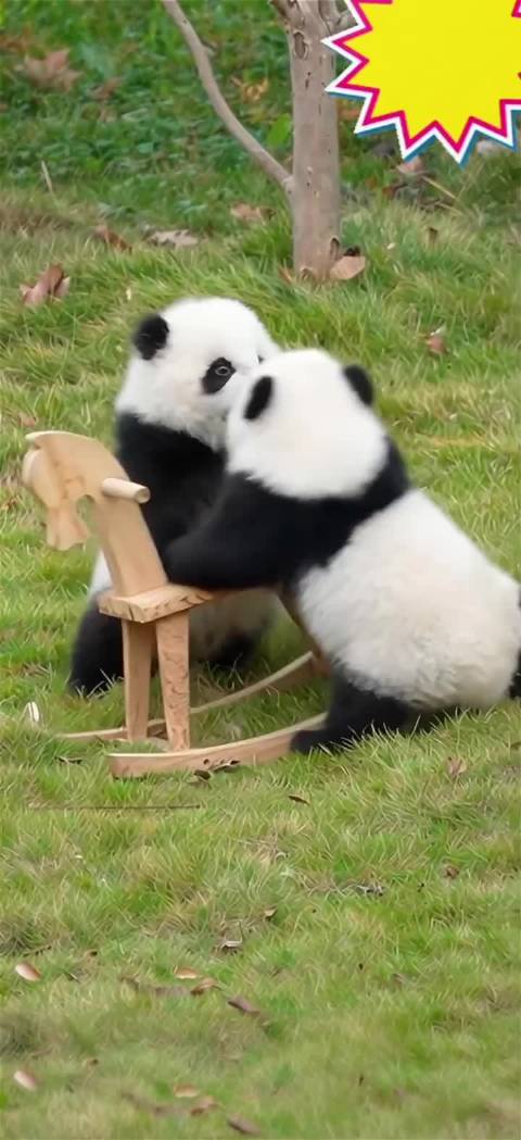 熊猫频道倡导平常心生活感悟善