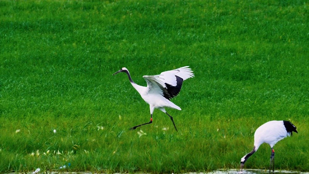 扎龙湿地春苏醒，丹顶鹤鸣绘盛景