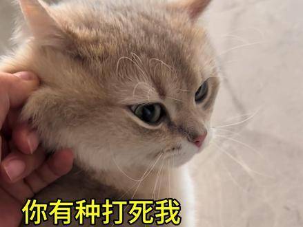 驴得水：命运握在自己手中，岂容天意摆布！蠢不蠢，全凭我一言定夺