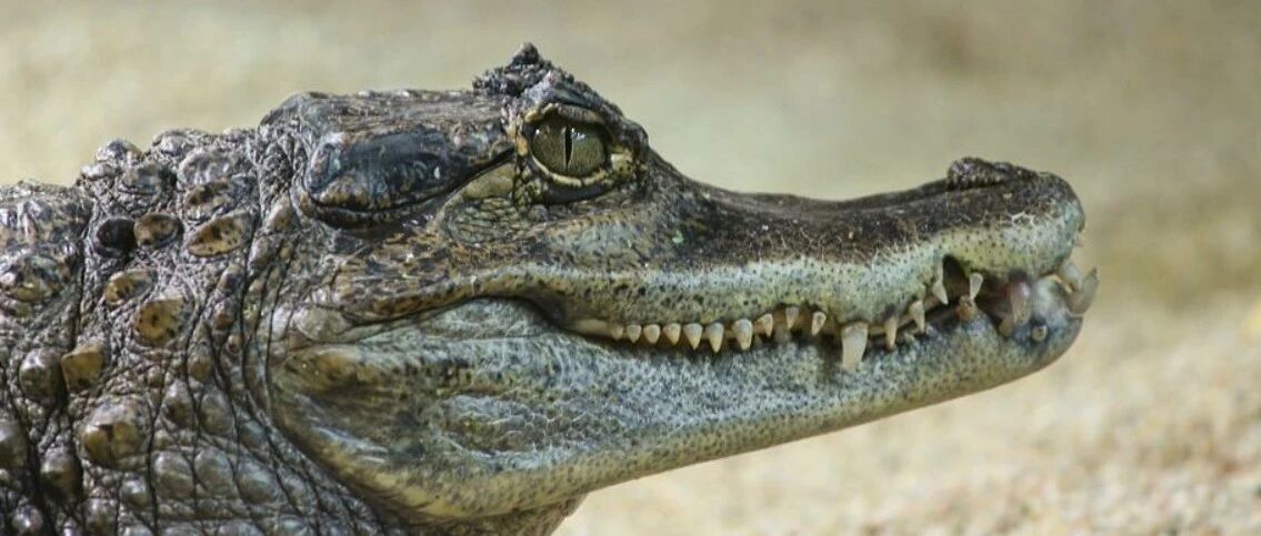 围猎者鸿蒙智行