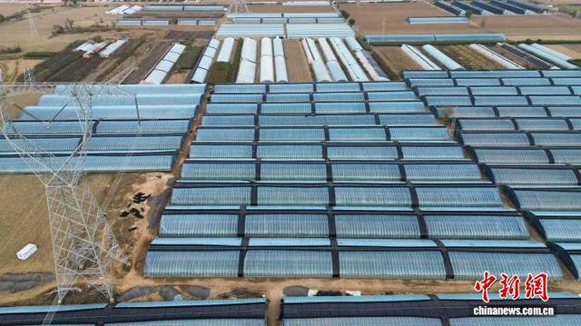 坤升种植专业合作社高标准蔬菜大棚。任丽娜 摄