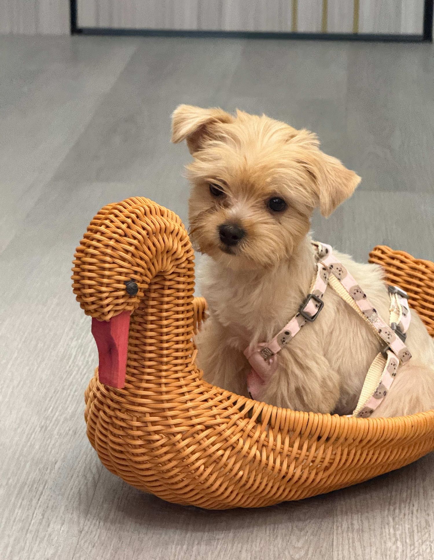 [陈都灵][新闻]250711 陈都灵日常生活分享,粉丝热议不断——本命星新闻