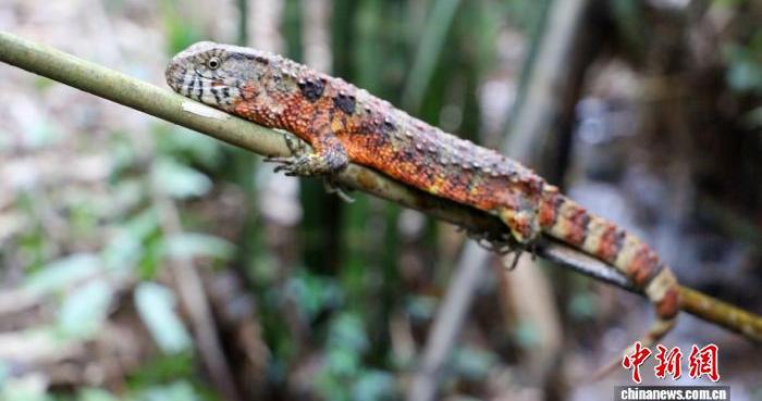 广西大桂山鳄蜥春日苏醒 人工繁育突破800只