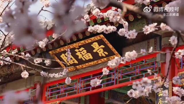 颐和园桃花盛开映衬皇家园林春韵