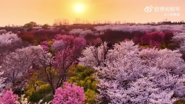 郑州丰乐樱花园樱花盛开，黄河落日映花海